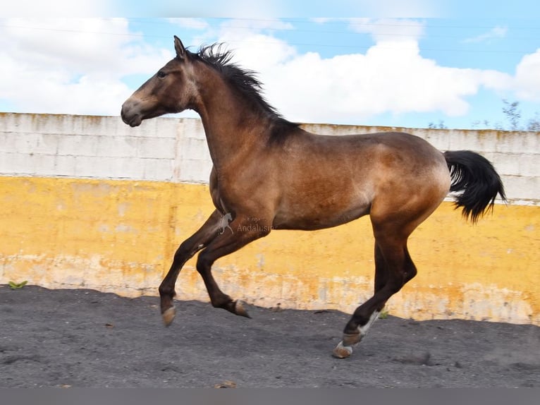 PRE Hengst 2 Jahre 153 cm Falbe in Provinz Granada