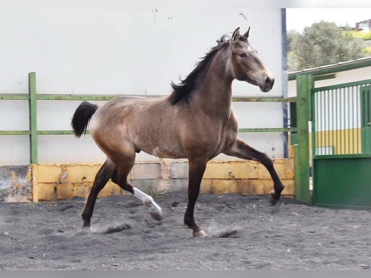 PRE Hengst 2 Jahre 153 cm Falbe in Provinz Granada