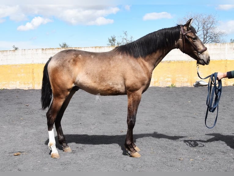 PRE Hengst 2 Jahre 153 cm Falbe in Provinz Granada