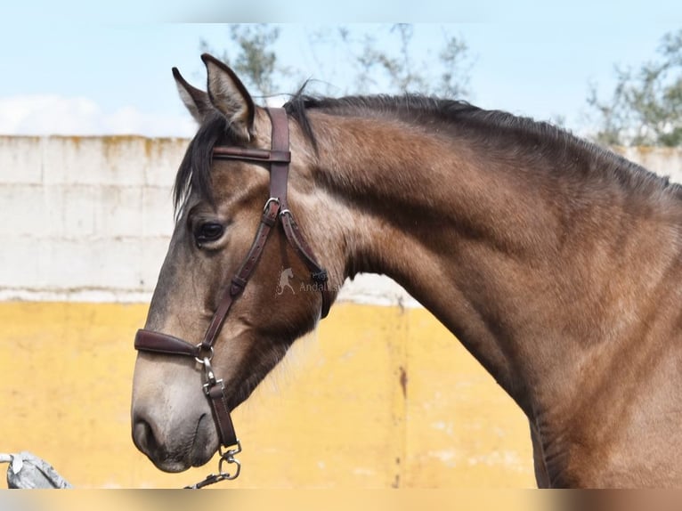 PRE Hengst 2 Jahre 153 cm Falbe in Provinz Granada