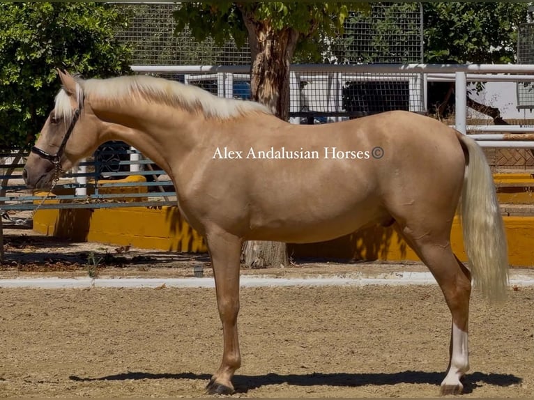 PRE Mix Hengst 2 Jahre 153 cm Palomino in Sevilla