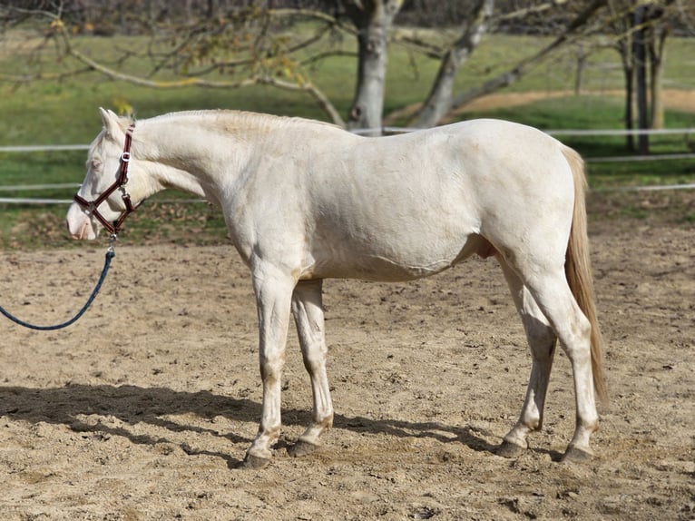 PRE Mix Hengst 2 Jahre 153 cm Perlino in Visz