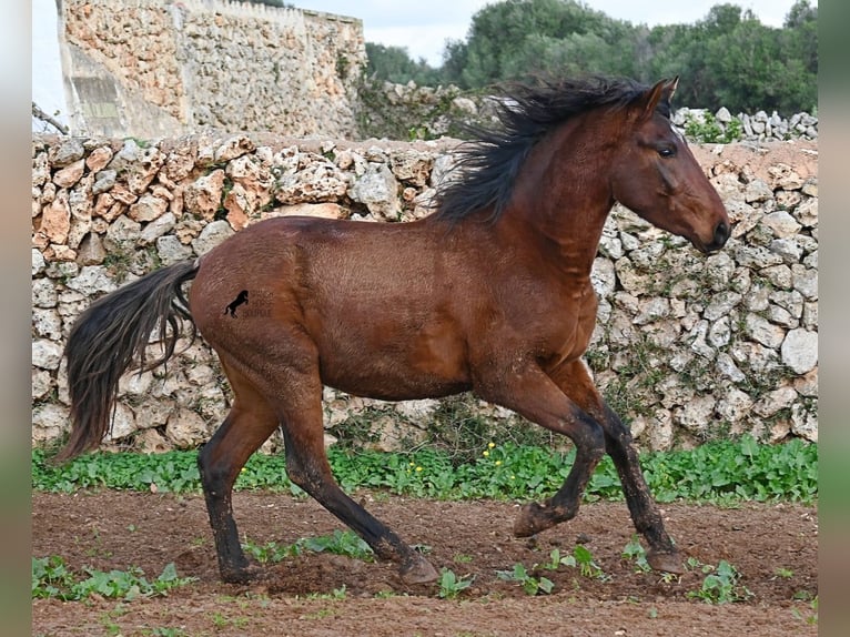 PRE Mix Hengst 2 Jahre 154 cm Brauner in Menorca
