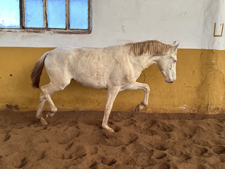 PRE Hengst 2 Jahre 154 cm Cremello in Valderrubio