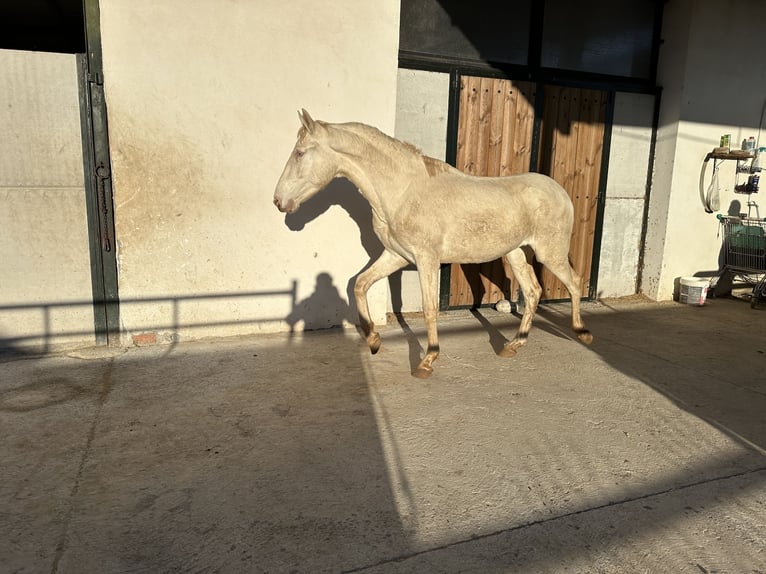 PRE Hengst 2 Jahre 154 cm Cremello in Valderrubio