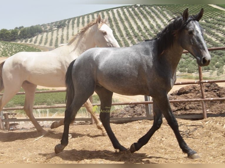 PRE Hengst 2 Jahre 154 cm Schimmel in Provinz Cordoba