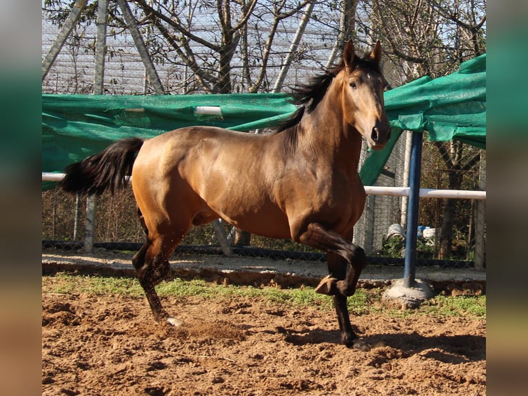 PRE Mix Hengst 2 Jahre 155 cm Buckskin in Vejer de la Frontera