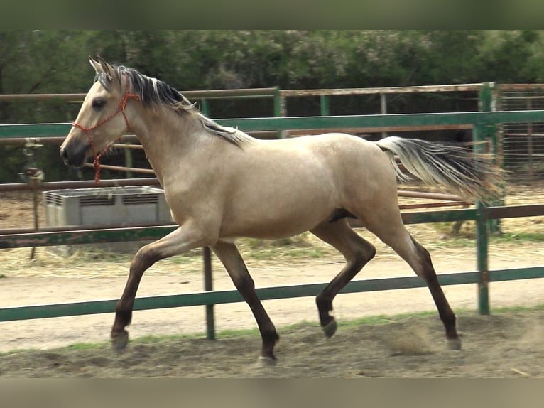 PRE Mix Hengst 2 Jahre 155 cm Falbe in Pedret i Marzá Girona