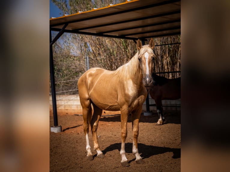 PRE Hengst 2 Jahre 155 cm Palomino in Rafelguaraf