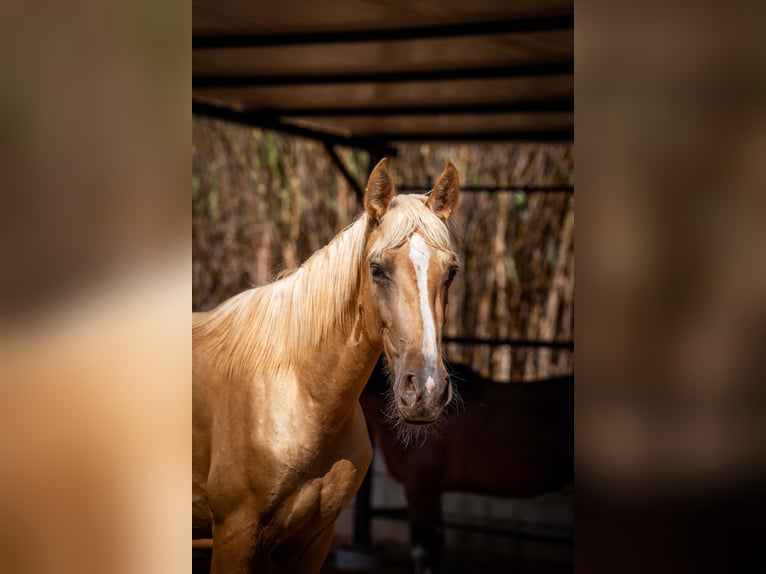 PRE Hengst 2 Jahre 155 cm Palomino in Rafelguaraf