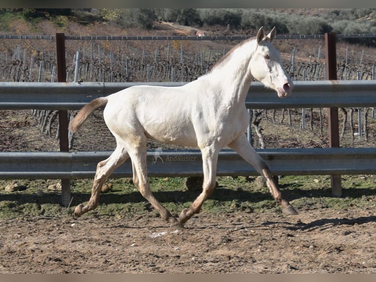 PRE Hengst 2 Jahre 155 cm Pearl in Miralvalles