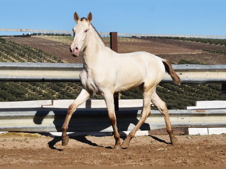 PRE Hengst 2 Jahre 155 cm Pearl in Miralvalles