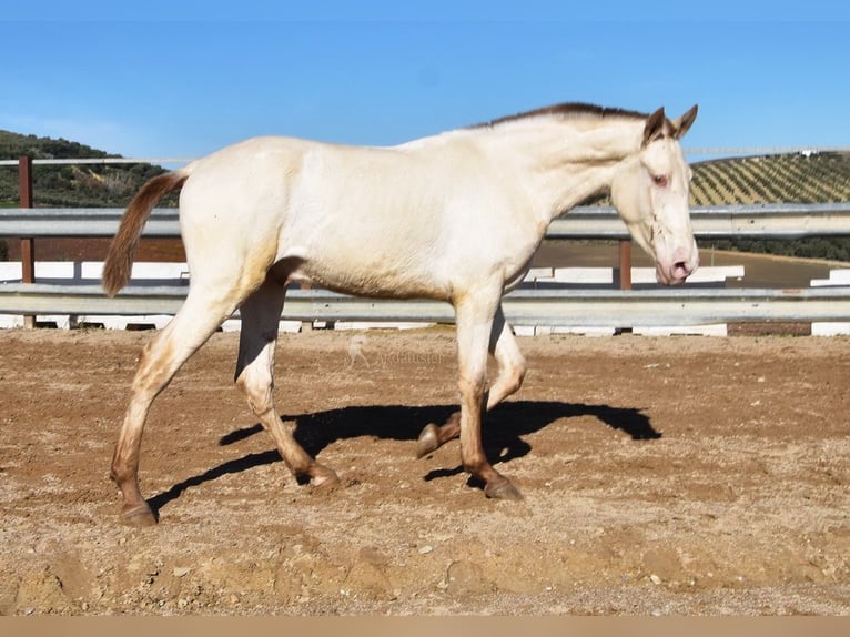 PRE Hengst 2 Jahre 155 cm Pearl in Miralvalles