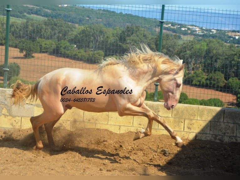 PRE Mix Hengst 2 Jahre 155 cm Perlino in Vejer de la Frontera