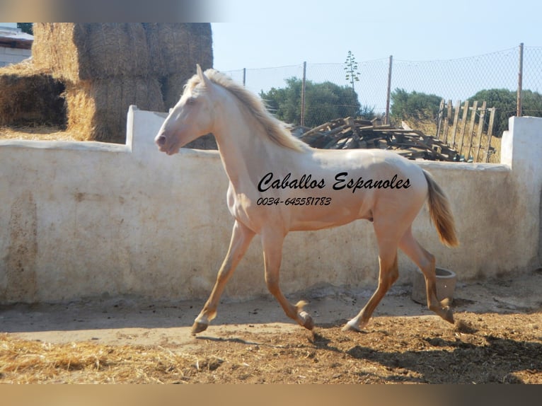 PRE Mix Hengst 2 Jahre 155 cm Perlino in Vejer de la Frontera