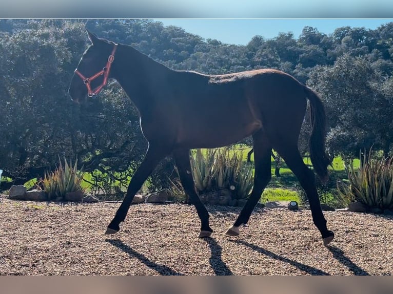 PRE Hengst 2 Jahre 155 cm Rappe in Posadas