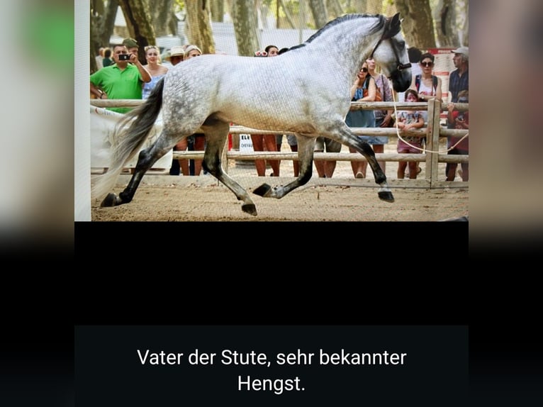 PRE Mix Hengst 2 Jahre 155 cm Rappe in Edling PRE Mix Hengst 2 Jahre 155 cm Rappe in Edling