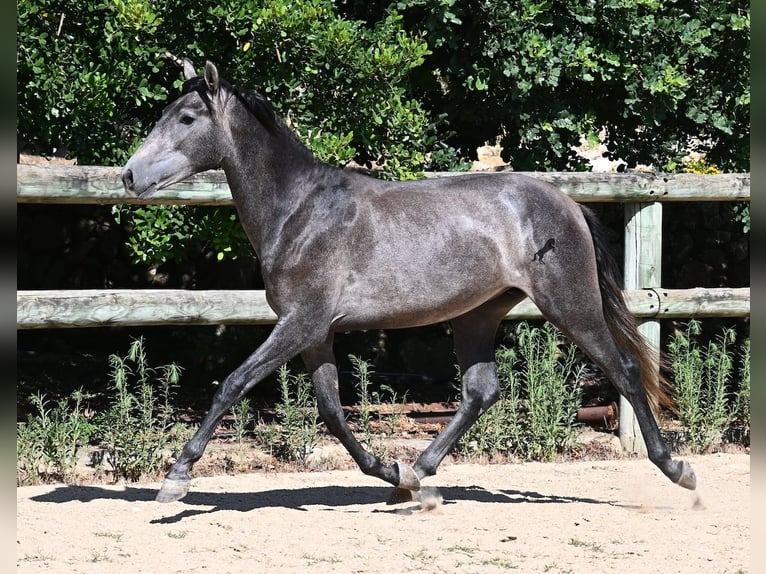 PRE Mix Hengst 2 Jahre 155 cm Schimmel in Menorca
