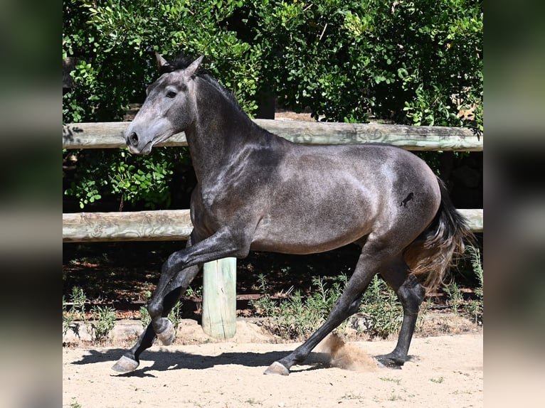 PRE Mix Hengst 2 Jahre 155 cm Schimmel in Menorca