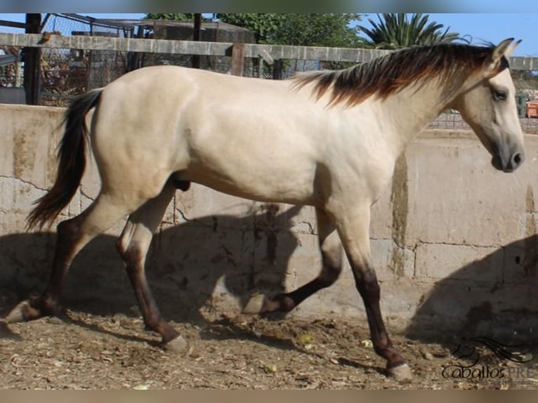 PRE Hengst 2 Jahre 156 cm Buckskin in Alicante