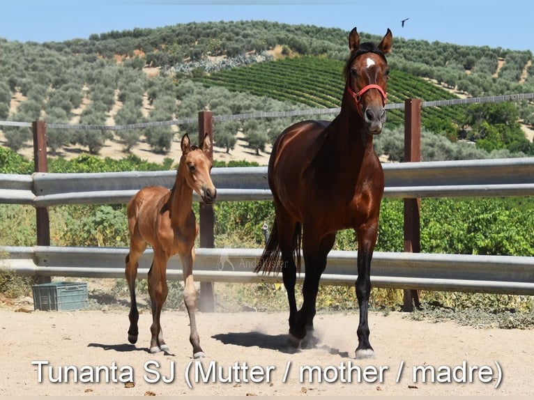 PRE Hengst 2 Jahre 156 cm Pearl in Provinz Cordoba