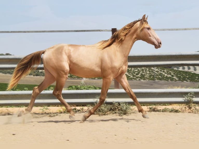 PRE Hengst 2 Jahre 156 cm Pearl in Provinz Cordoba