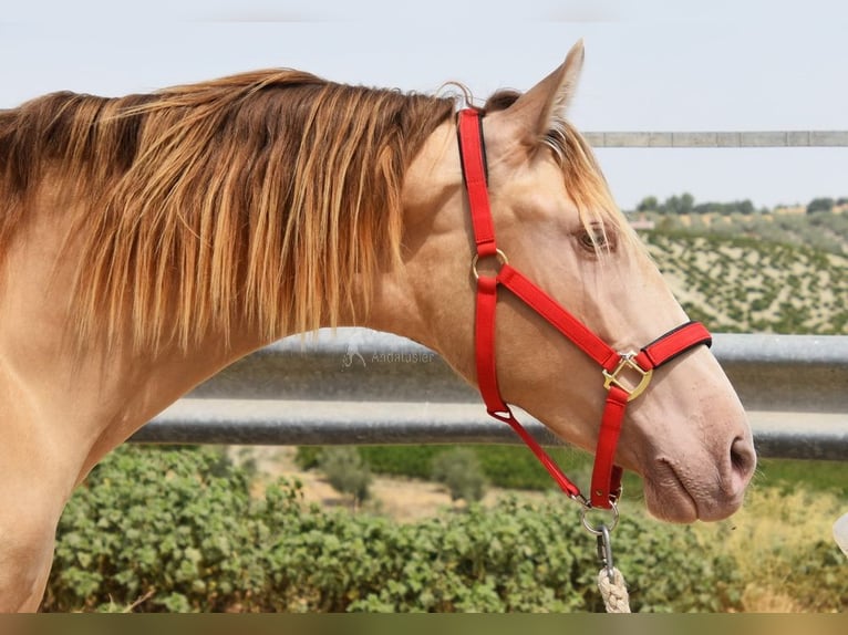 PRE Hengst 2 Jahre 156 cm Pearl in Provinz Cordoba
