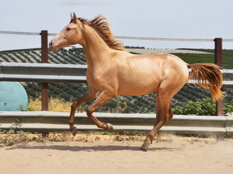 PRE Hengst 2 Jahre 156 cm Pearl in Provinz Cordoba