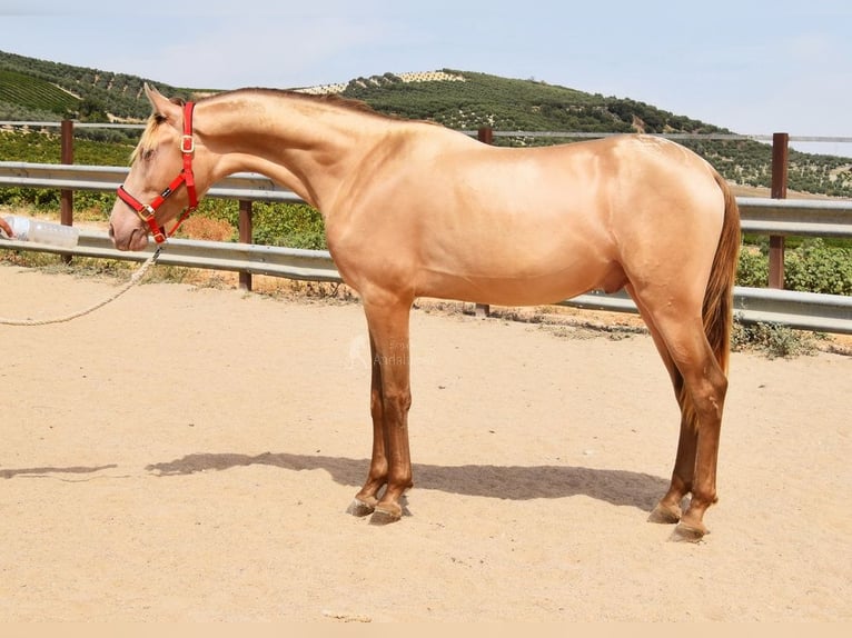 PRE Hengst 2 Jahre 156 cm Pearl in Provinz Cordoba