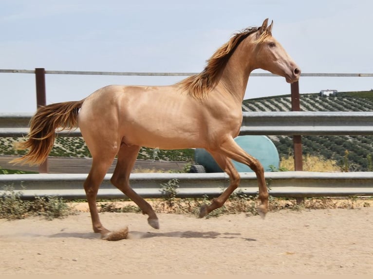 PRE Hengst 2 Jahre 156 cm Pearl in Provinz Cordoba