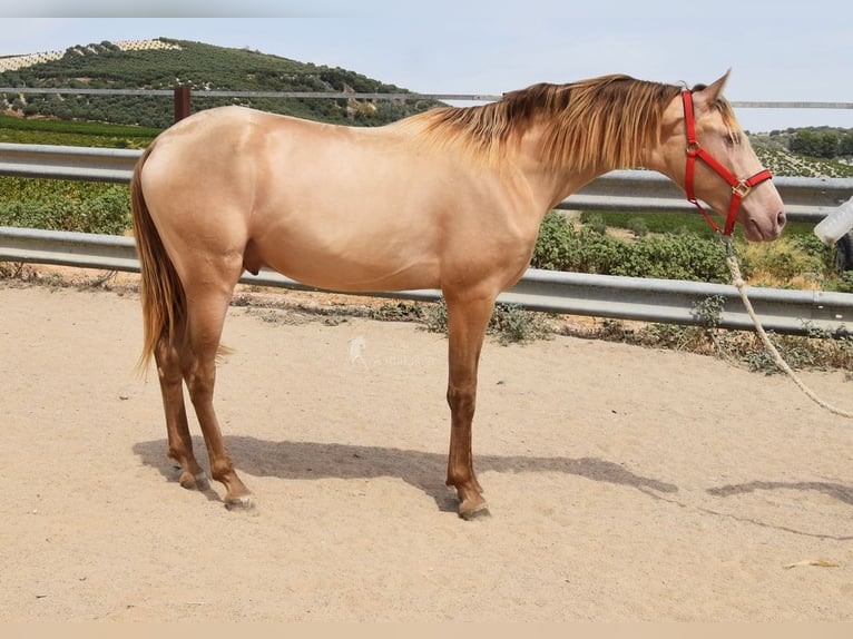 PRE Hengst 2 Jahre 156 cm Pearl in Provinz Cordoba