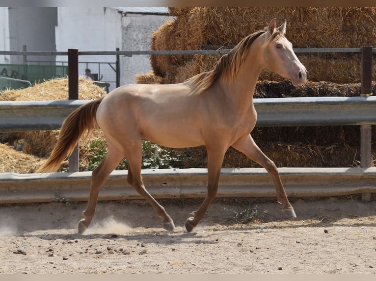 PRE Hengst 2 Jahre 156 cm Pearl in Provinz Cordoba