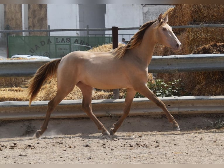 PRE Hengst 2 Jahre 156 cm Pearl in Provinz Cordoba