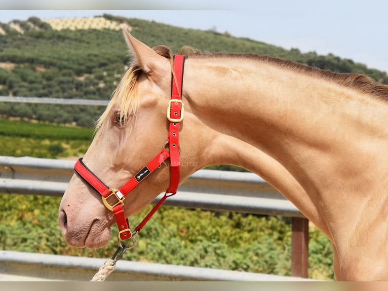 PRE Hengst 2 Jahre 156 cm Pearl in Provinz Cordoba