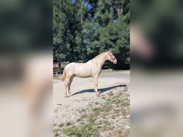 PRE Mix Hengst 2 Jahre 156 cm Perlino in Caumont