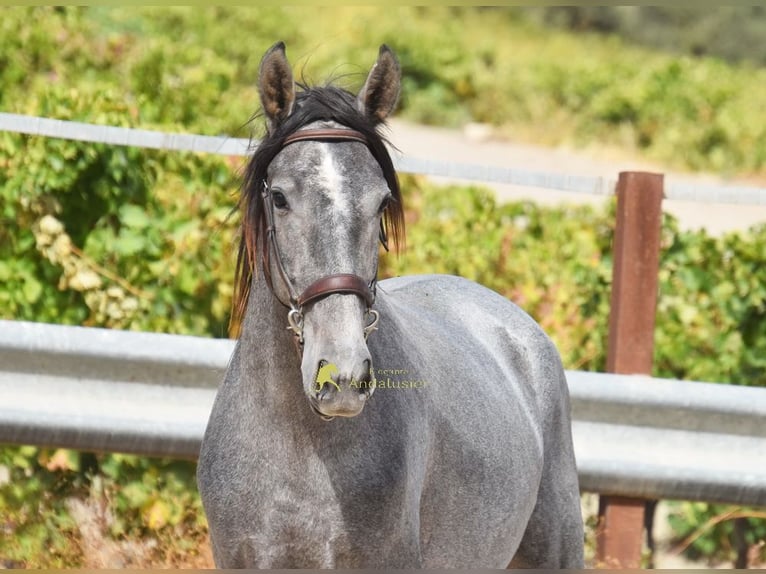 PRE Hengst 2 Jahre 156 cm Schimmel in Provinz Cordoba
