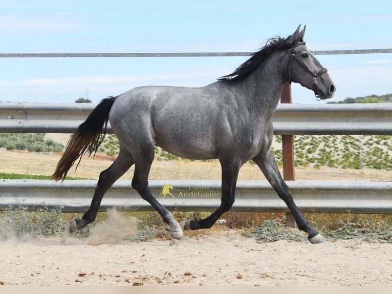 PRE Hengst 2 Jahre 156 cm Schimmel in Provinz Cordoba