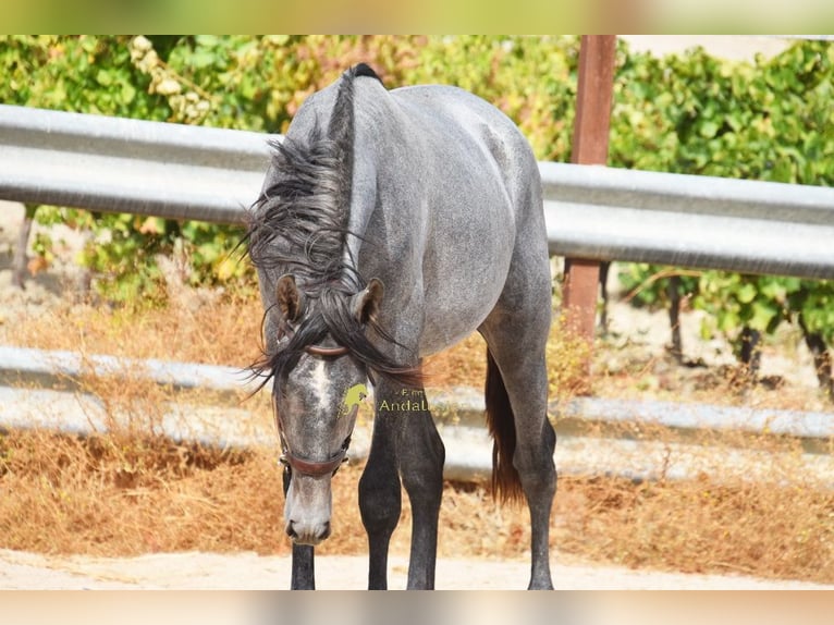 PRE Hengst 2 Jahre 156 cm Schimmel in Provinz Cordoba