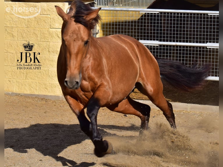 PRE Mix Hengst 2 Jahre 157 cm Brauner in Tabernas Almeria