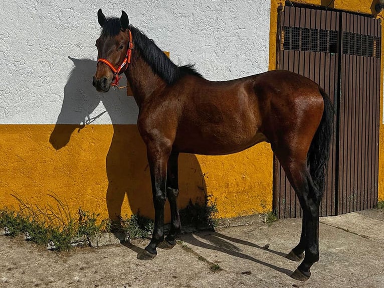 PRE Hengst 2 Jahre 157 cm Brauner in Cacéres