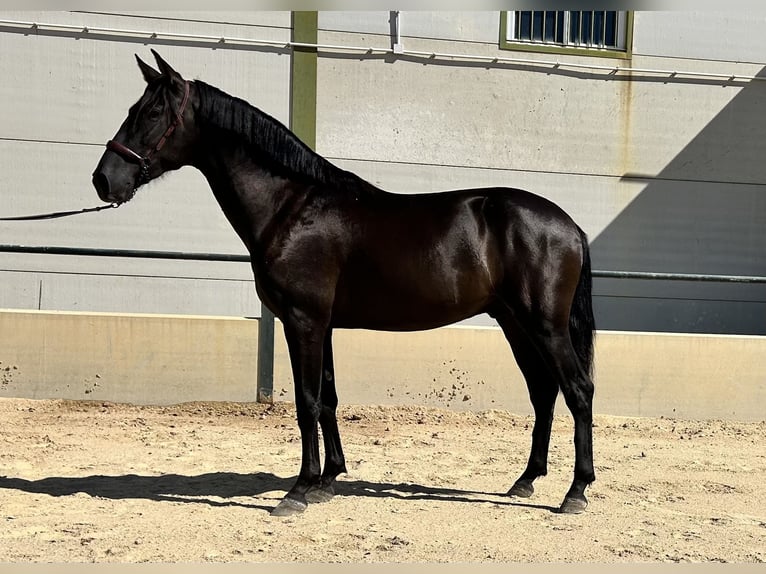 PRE Hengst 2 Jahre 157 cm Rappe in Vegas Altas