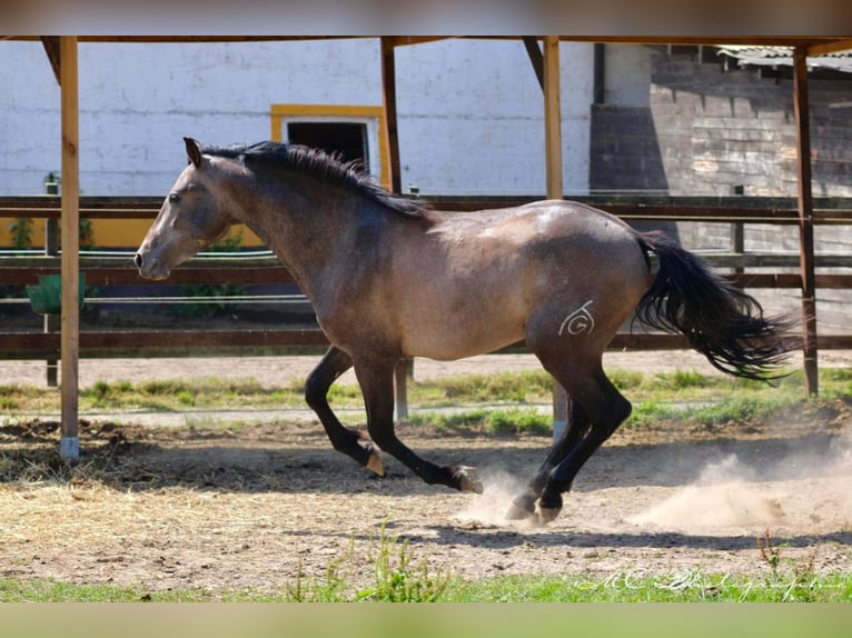 PRE Mix Hengst 2 Jahre 157 cm Schimmel in Brandis