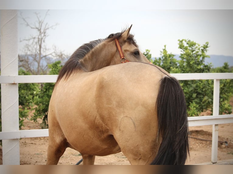 PRE Hengst 2 Jahre 158 cm Buckskin in Valencia