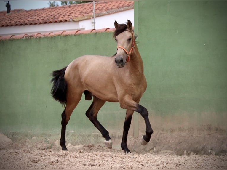PRE Hengst 2 Jahre 158 cm Buckskin in Valencia