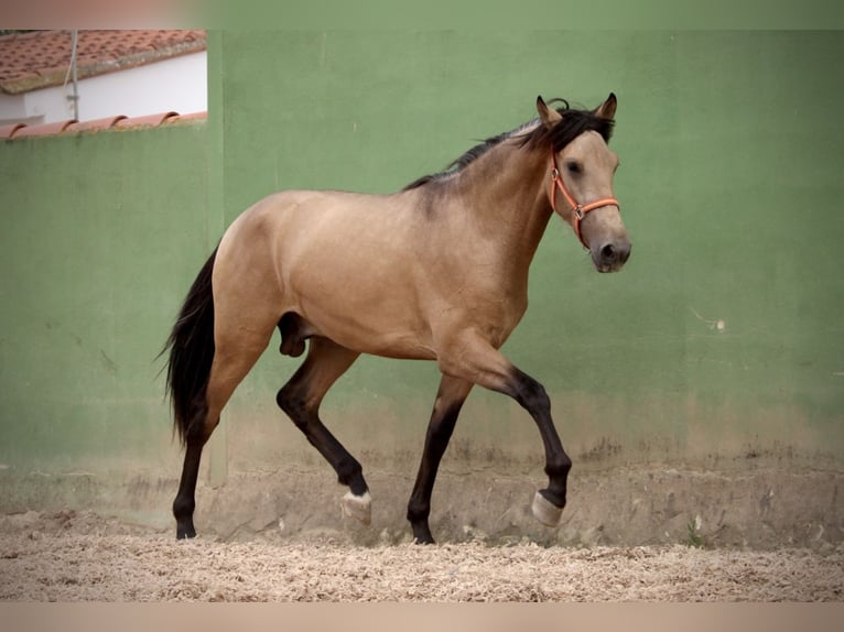 PRE Hengst 2 Jahre 158 cm Buckskin in Valencia