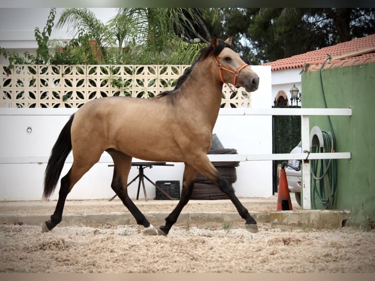 PRE Hengst 2 Jahre 158 cm Buckskin in Valencia