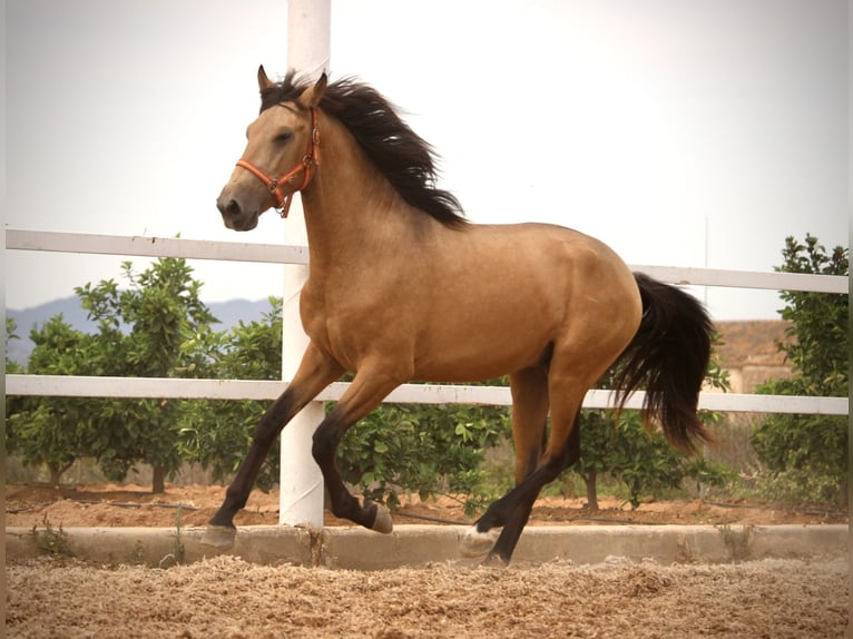 PRE Hengst 2 Jahre 158 cm Buckskin in Valencia