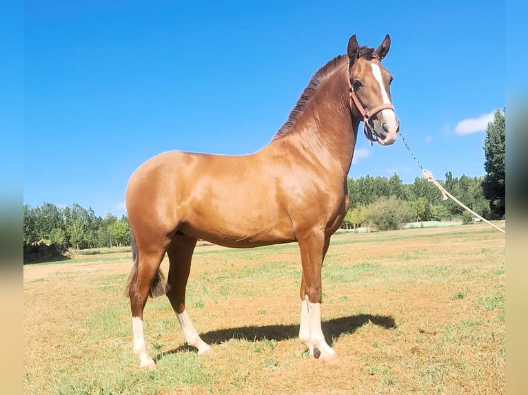 PRE Mix Hengst 2 Jahre 158 cm Fuchs in Salucar