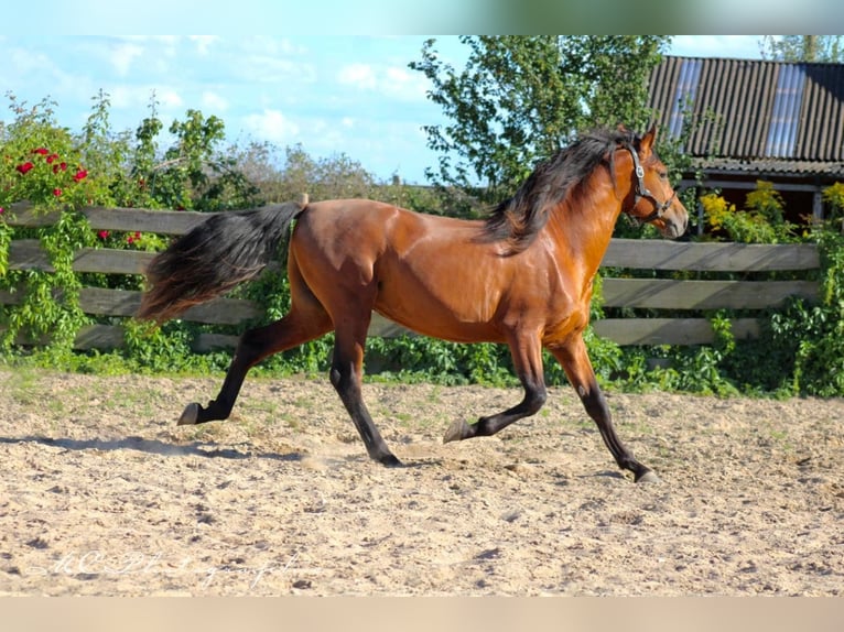 PRE Mix Hengst 2 Jahre 158 cm Hellbrauner in Polenz