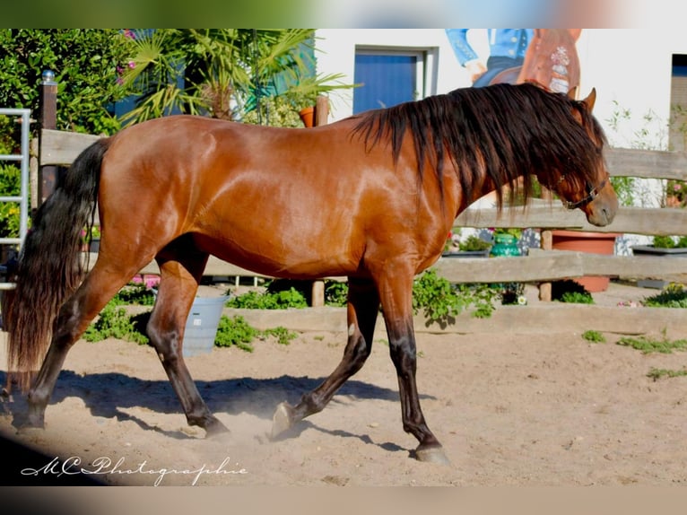 PRE Mix Hengst 2 Jahre 158 cm Hellbrauner in Polenz